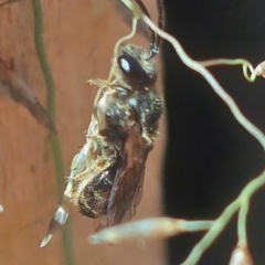 Lasioglossum (Chilalictus) sp. (genus & subgenus) (Halictid bee) at Higgins, ACT - 4 Feb 2023 by Panterranist