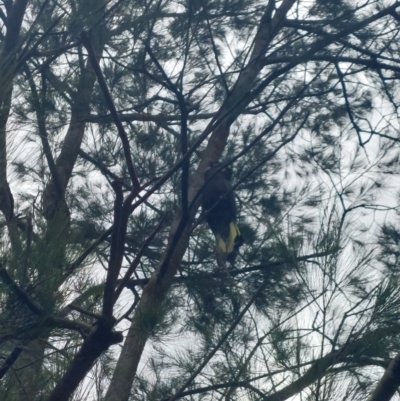 Zanda funerea (Yellow-tailed Black-Cockatoo) at Higgins, ACT - 5 Jan 2023 by savage.haynes@gmail.com