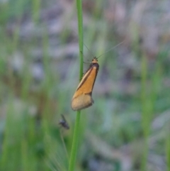 Philobota undescribed species near arabella (A concealer moth) at Higgins Woodland - 10 Oct 2022 by Panterranist