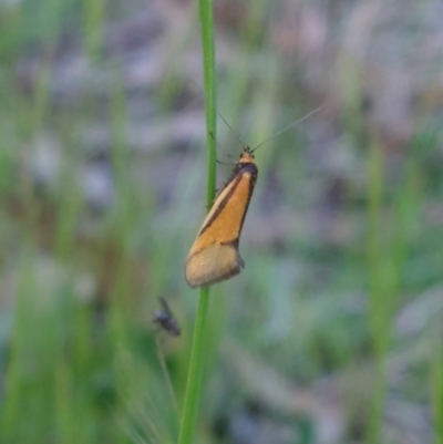 Philobota undescribed species near arabella (A concealer moth) at Higgins Woodland - 10 Oct 2022 by Panterranist