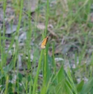 Philobota undescribed species near arabella at Higgins, ACT - 10 Oct 2022