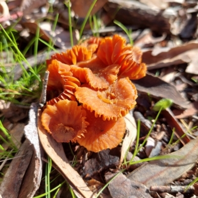 Laccaria sp. (Laccaria) at Higgins Woodland - 17 Sep 2022 by Panterranist