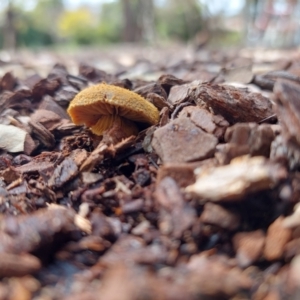 Descolea sp. at Higgins, ACT - 7 Sep 2022 12:06 PM