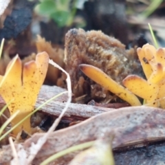 Unidentified Fungus at Higgins Woodland - 9 Jul 2023 by savage.haynes@gmail.com