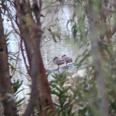 Stictonetta naevosa (Freckled Duck) at Rutherglen, VIC - 9 Jul 2023 by Darcy