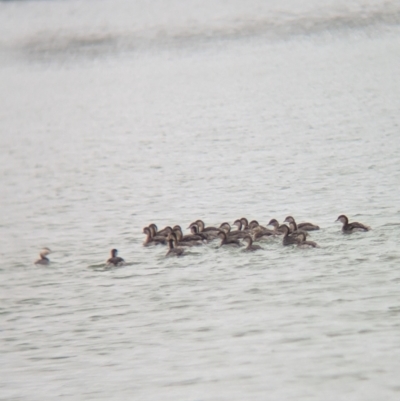 Poliocephalus poliocephalus (Hoary-headed Grebe) at Corowa, NSW - 9 Jul 2023 by Darcy