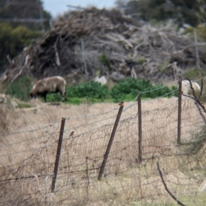 Petroica phoenicea at Corowa, NSW - 9 Jul 2023