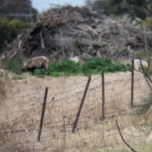 Petroica phoenicea at Corowa, NSW - suppressed