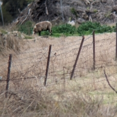 Petroica phoenicea at Corowa, NSW - 9 Jul 2023