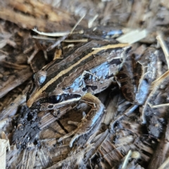 Limnodynastes peronii (Brown-striped Frog) at Braidwood, NSW - 9 Jul 2023 by MatthewFrawley