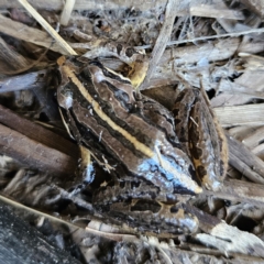 Limnodynastes peronii at Braidwood, NSW - 9 Jul 2023