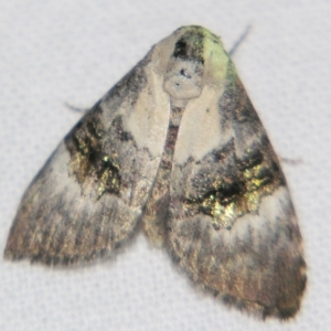 Acatapaustus leucospila at Sheldon, QLD - suppressed