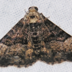 Aporoctena scierodes at Sheldon, QLD - suppressed