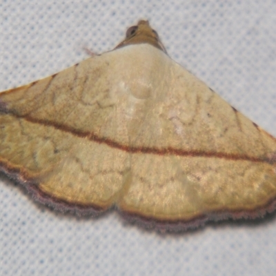 Autoba versicolor (A Noctuid moth (Acontiinae subfamily0) at Sheldon, QLD - 21 Mar 2007 by PJH123