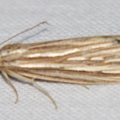 Meyrickella ruptellus (Hypeninae, Erebidae) at Sheldon, QLD - 21 Mar 2007 by PJH123