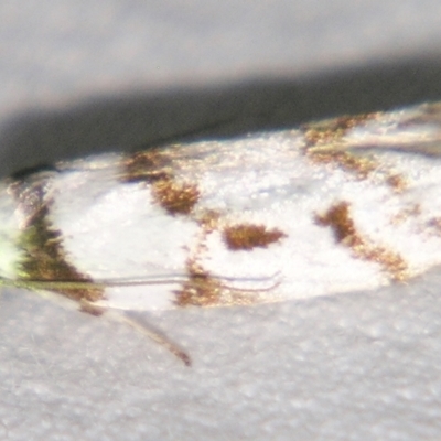 Oecophoridae (family) (Unidentified Oecophorid concealer moth) at Sheldon, QLD - 21 Mar 2007 by PJH123