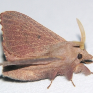 Pararguda crenulata at Sheldon, QLD - suppressed
