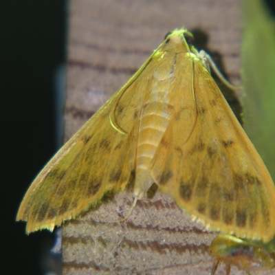 Pleuroptya balteata (A Crambid moth) at Sheldon, QLD - 21 Mar 2007 by PJH123