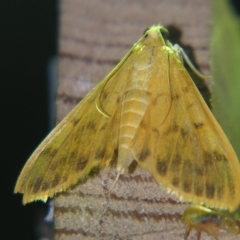 Pleuroptya balteata (A Crambid moth) at Sheldon, QLD - 21 Mar 2007 by PJH123