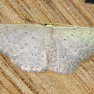 Idaea philocosma at Sheldon, QLD - suppressed