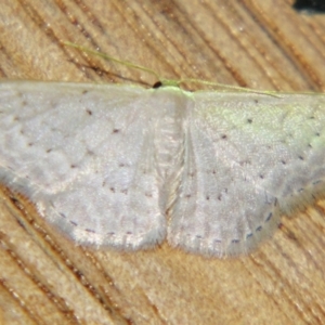 Idaea philocosma at Sheldon, QLD - 21 Mar 2007