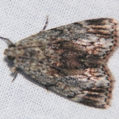 Epipaschiinae (subfamily) (A Pyralid moth) at Sheldon, QLD - 21 Mar 2007 by PJH123