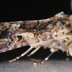 Spodoptera umbraculata at suppressed - suppressed