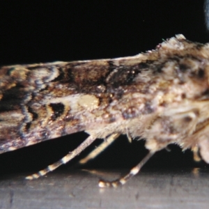 Spodoptera umbraculata at suppressed - 21 Mar 2007