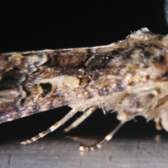 Spodoptera umbraculata (A Noctuid moth (Acronictinae)) at Sheldon, QLD - 21 Mar 2007 by PJH123