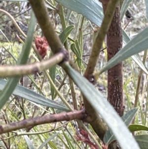 Daviesia mimosoides subsp. mimosoides at Aranda, ACT - 9 Jul 2023