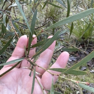 Daviesia mimosoides subsp. mimosoides at Aranda, ACT - 9 Jul 2023 03:41 PM