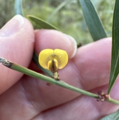 Daviesia mimosoides subsp. mimosoides at Aranda, ACT - 9 Jul 2023