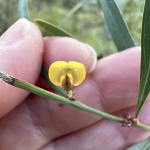 Daviesia mimosoides subsp. mimosoides at Aranda, ACT - 9 Jul 2023 03:41 PM