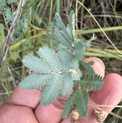 Acacia baileyana (Cootamundra Wattle, Golden Mimosa) at Aranda, ACT - 9 Jul 2023 by lbradley