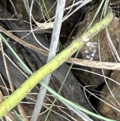 Acacia baileyana at Aranda, ACT - 9 Jul 2023 03:48 PM