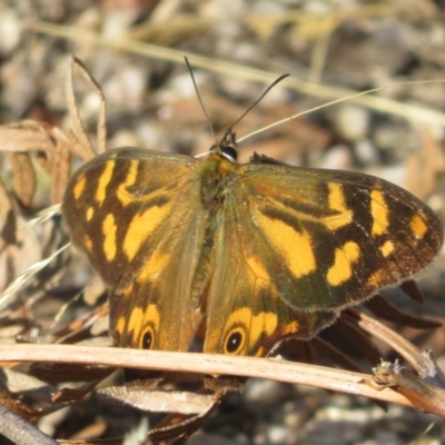 Heteronympha banksii (Banks' Brown) at Tidbinbilla Nature Reserve - 7 Mar 2023 by Christine