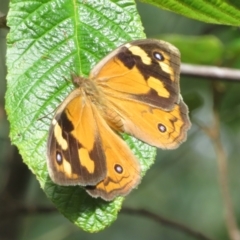 Heteronympha merope (Common Brown Butterfly) at Paddys River, ACT - 8 Mar 2023 by Christine