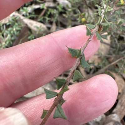 Acacia gunnii (Ploughshare Wattle) at Aranda, ACT - 9 Jul 2023 by lbradley