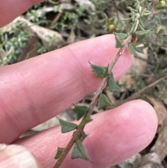 Acacia gunnii (Ploughshare Wattle) at Aranda Bushland - 9 Jul 2023 by lbradley