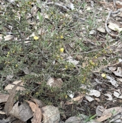 Acacia gunnii at Aranda, ACT - 9 Jul 2023