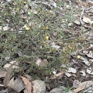 Acacia gunnii at Aranda, ACT - 9 Jul 2023 04:16 PM