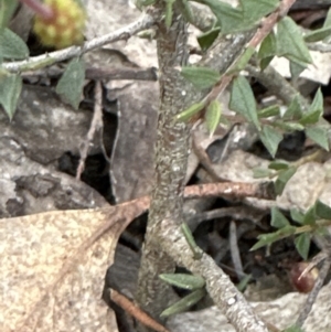 Acacia gunnii at Aranda, ACT - 9 Jul 2023