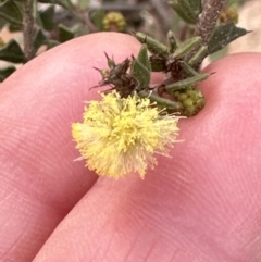 Acacia gunnii at Aranda, ACT - 9 Jul 2023 04:16 PM