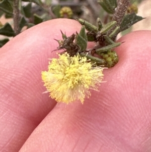 Acacia gunnii at Aranda, ACT - 9 Jul 2023 04:16 PM