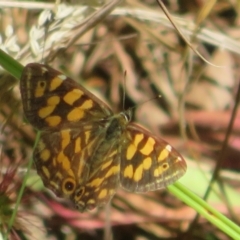 Oreixenica kershawi (Striped Xenica) at Tidbinbilla Nature Reserve - 8 Mar 2023 by Christine