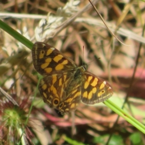 Oreixenica kershawi at Paddys River, ACT - 8 Mar 2023