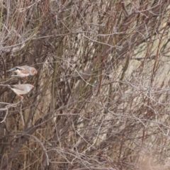 Taeniopygia guttata (Zebra Finch) at Euabalong, NSW - 6 Jul 2023 by Liam.m