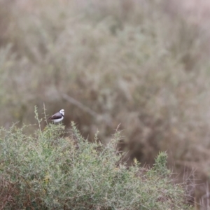 Epthianura albifrons at Euabalong, NSW - 6 Jul 2023