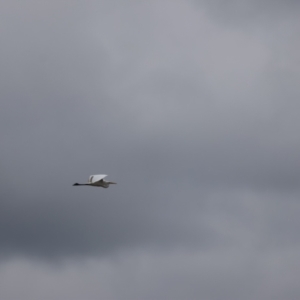 Ardea alba at Euabalong, NSW - 6 Jul 2023 11:54 AM