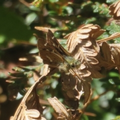 Dispar compacta (Barred Skipper) at Tidbinbilla Nature Reserve - 8 Mar 2023 by Christine